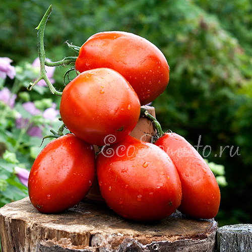 Выращивание томатов в открытом грунте в Краснодарском крае